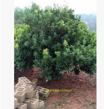 长沙跳马大量供应精品杨梅树 优质杨梅树 大小规格