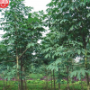 诚诺苗木 七叶树