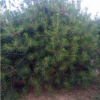 白皮松树 2.5-2.8米 300元装上车