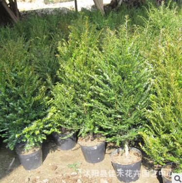 常绿乔木南方红豆杉 可净化空气 盆栽植物室内绿化图2