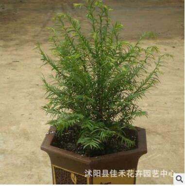 常绿乔木南方红豆杉 可净化空气 盆栽植物室内绿化图3