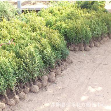 工程绿化苗 批发大叶黄杨苗 优质大叶黄杨 耐寒绿篱规格齐全图2