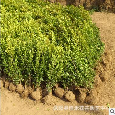 工程绿化苗 批发大叶黄杨苗 优质大叶黄杨 耐寒绿篱规格齐全图3