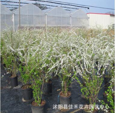 基地供应日本木绣球 供应喷雪花珍珠绣线菊 庭院种植盆栽喷雪花