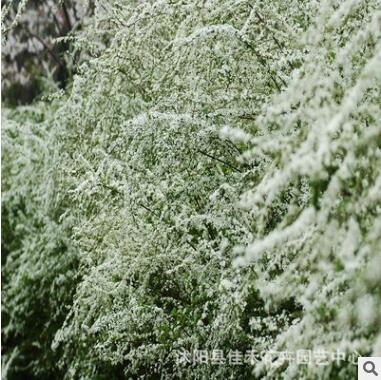 基地供应日本木绣球 供应喷雪花珍珠绣线菊 庭院种植盆栽喷雪花图2