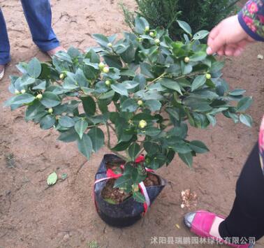 茶花盆栽直销 净化空气 四季茶花 当年开花 庭院室内观赏茶花树