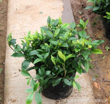 基地批发栀子花 盆栽 栀子花苗 室内芳香植物