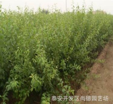 榆叶梅树苗图2