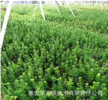 基地批发珍稀苗木红豆杉桢楠曼地亚南方红豆杉四川雅安天赐树苗图3