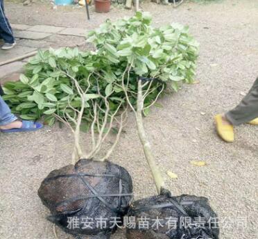 基地批发防普金花茶树苗园林工程别墅庭院风景绿化树金花茶下山树