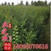 大量供应工程绿化苗杉树 家庭美化盆栽地栽南洋杉苗