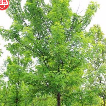 供应 银槭 银槭幼苗绿化苗木花卉植物 工程绿化