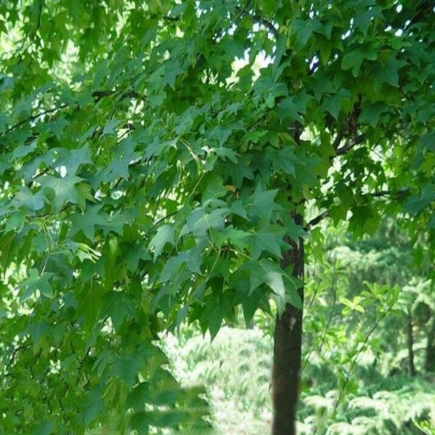 优质五角枫 树苗 优质树苗 厂家直销 绿洲苗木