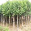 供应大叶女贞树 绿化苗木