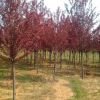 供应紫叶李绿化苗木工程行道树结果苗风景树观赏树