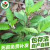 神奇植物南非叶树苗 南非叶种植基地供应南非叶苗
