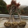 批发美国红枫日本红枫树四季红枫规格齐全工程绿化落叶乔木红枫树