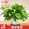 绿萝花卉盆栽盆栽植物植物园艺花卉盆栽植物绿萝盆栽水培植物批发