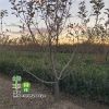 果树苗 苹果树苗 南北方种植 红富士嫁接苗 规格齐全