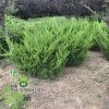 基地供应龙柏球 绿化工程树苗 常绿龙柏球 行道公园龙柏球