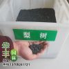 苏北大量批发供应 梨树种子 猕猴桃种子 大叶女贞种子 量大优惠