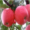 土壤适应性强苹果苗 红肉苹果树苗 烟富系列果树苗木 好项目