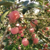 矮化苹果树苗 新品种果树苗 庭院种植苗木 晚熟品种苹果苗