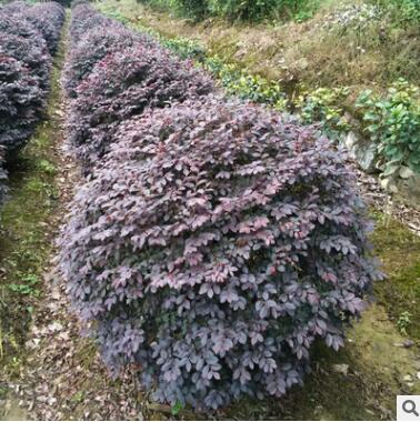 庭院景观绿化树红花继木球 亮毅苗圃直供 货源充足