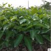四川种植基地 爱媛38号柑橘树苗果树苗 高糖早熟橘子树苗