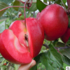 红色之恋红肉苹果树苗价格 苗圃批发红肉苹果树苗多少钱一棵