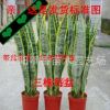 批发 虎尾兰 虎皮兰盆栽 盆景多肉植物盆栽