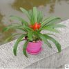 办公室内绿色植物长寿花 栽鸿运当头观叶花卉凤梨土培水养小盆栽