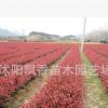 红叶石楠小苗 红叶石楠球 红叶石楠树 罗宾斯