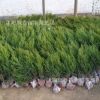 大量供应龙柏苗 龙柏工程苗 龙柏球 优质龙柏小苗