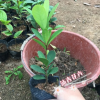 基地直销 名贵花卉 四季杜鹃红山茶 四季开花 壮苗批发10-15CM