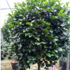 沐春花卉-供应1.6-2米高盆栽茶花，大规格茶花4-5公cm五色赤丹