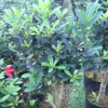 沐春杜鹃茶--基地直销嫁接四季杜鹃茶 5cm砧木，100高，50冠 精品