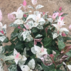 沐春花卉--花叶络石 彩叶络石 地被墙体绿化小盆栽 爬藤植物160#