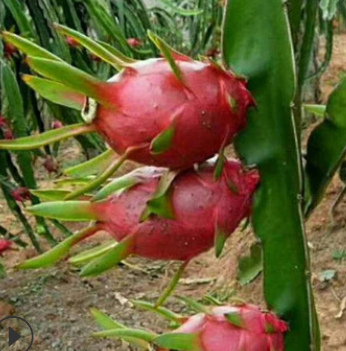 大棚种植火龙果苗 免人工授粉圣龙红心火龙果苗 盆栽红心火龙果苗