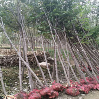 香花槐树基地直销 优质香花槐树 工程绿化庭院观花 价格优惠