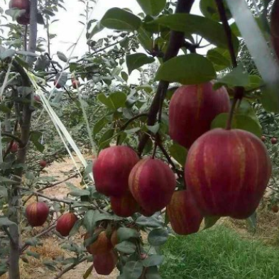 供应四川梨树苗，适合四川种植的梨树品种，梨批发培育场.