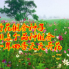 批发四季播野花组合种子多年生野花组合种子花籽绿化工程景观花海