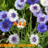 观花种子矢车菊种子园林绿化景观庭院花园耐寒春秋播花卉种子包邮