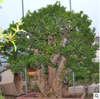 基地直销石榴树绿化树苗石榴盆景南方北方种植当年结果石榴树苗批图2