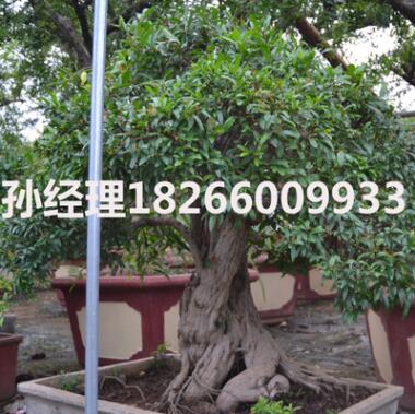 基地直销石榴树绿化树苗石榴盆景南方北方种植当年结果石榴树苗批图3