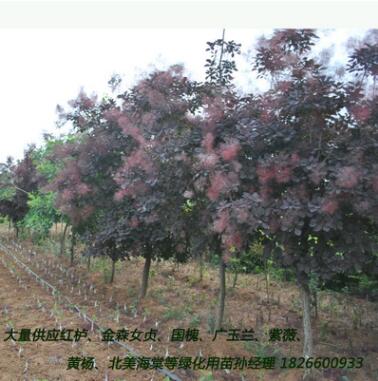 大量供应美国红栌优质园林绿化行道树 山东红栌小苗苗乔木花灌木图3