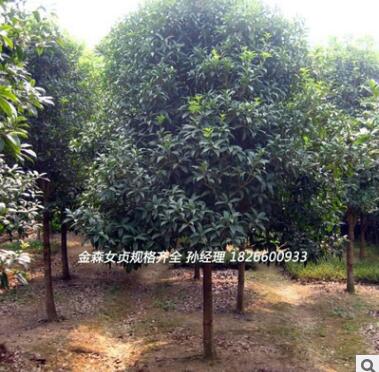 大量供应美国红栌优质园林绿化行道树 山东红栌小苗苗乔木花灌木图1