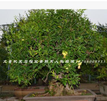室内大叶植物绿植 室内桌面盆栽 石榴树桩盆栽 中小型盆栽批发图3