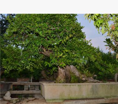 室内大叶植物绿植 室内桌面盆栽 石榴树桩盆栽 中小型盆栽批发图2