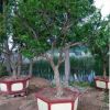 石榴树出售10-30公分庭院大树果树批发当年结果树桩工程园林绿化
